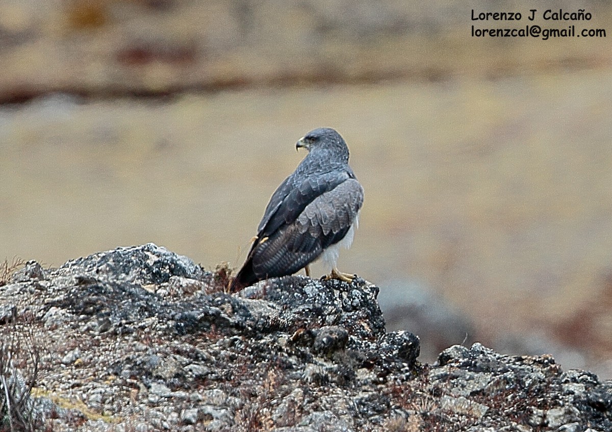 Black-chested Buzzard-Eagle - ML197113841