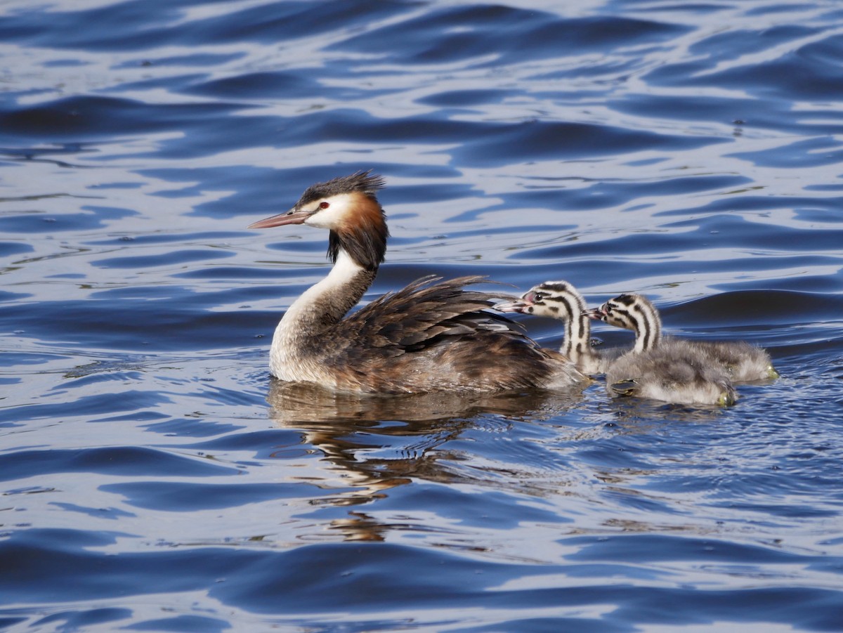 Great Crested Grebe - ML197115151