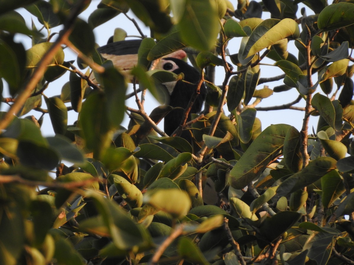 Malabar Pied-Hornbill - ML197115331