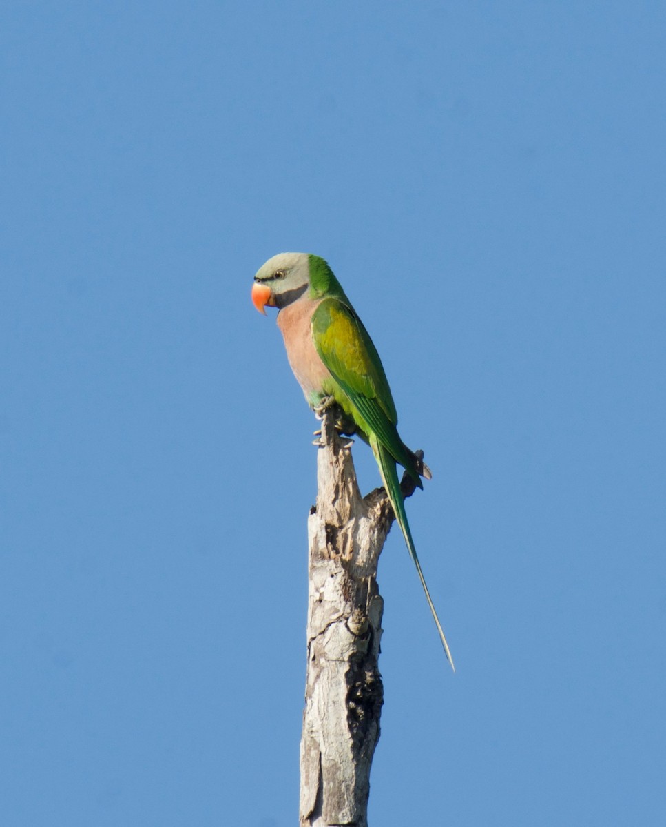 Red-breasted Parakeet - ML197115451