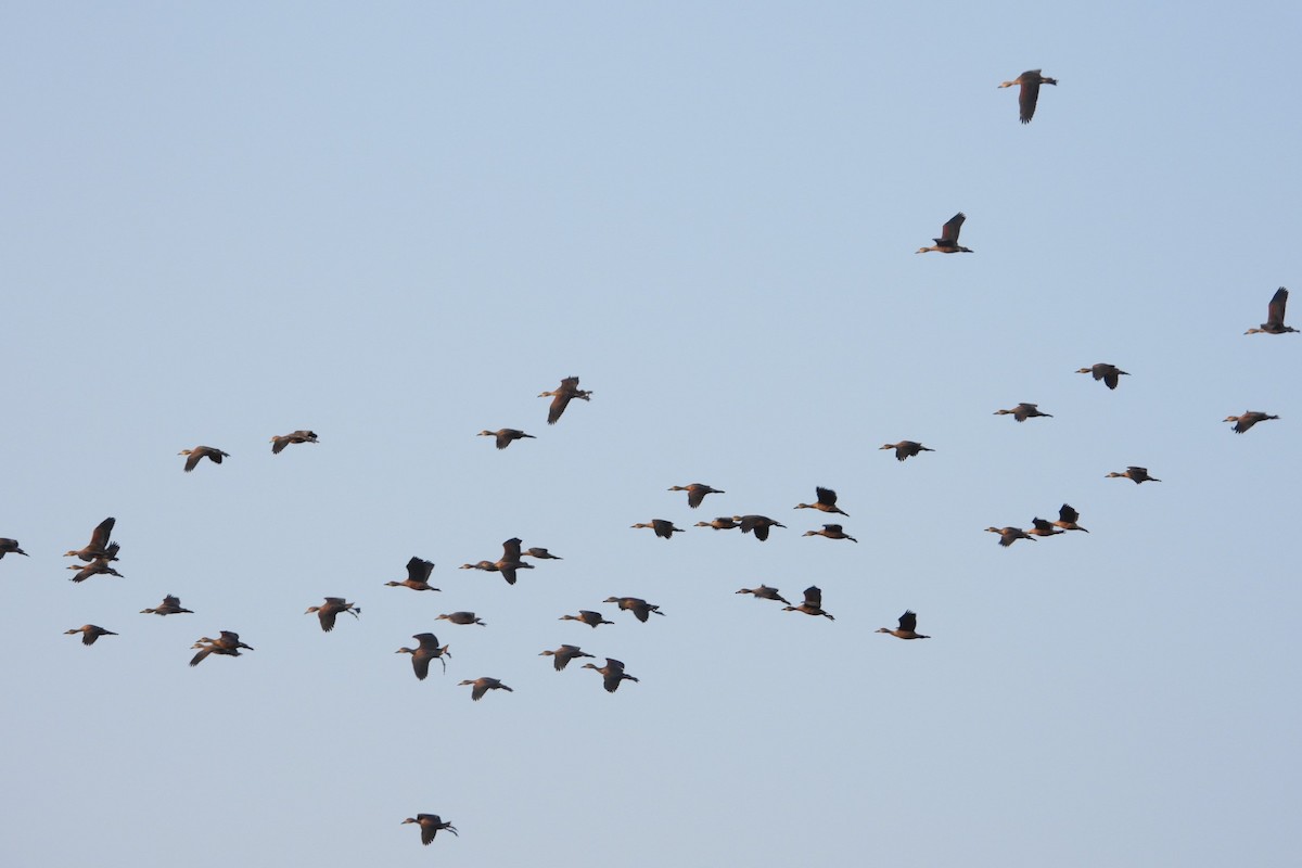 אווזון קטן - ML197115571