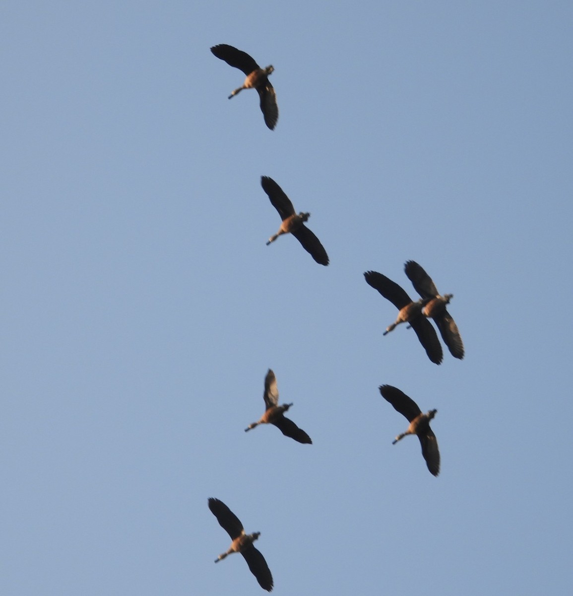 אווזון קטן - ML197115611