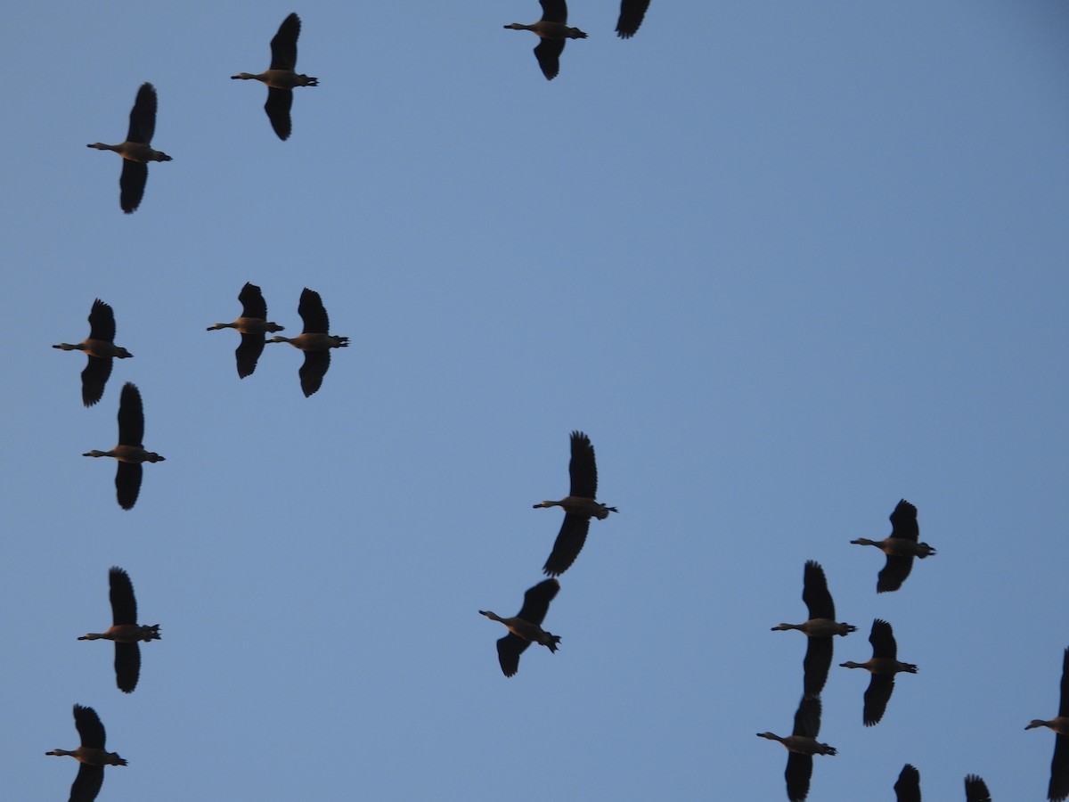 אווזון קטן - ML197115621