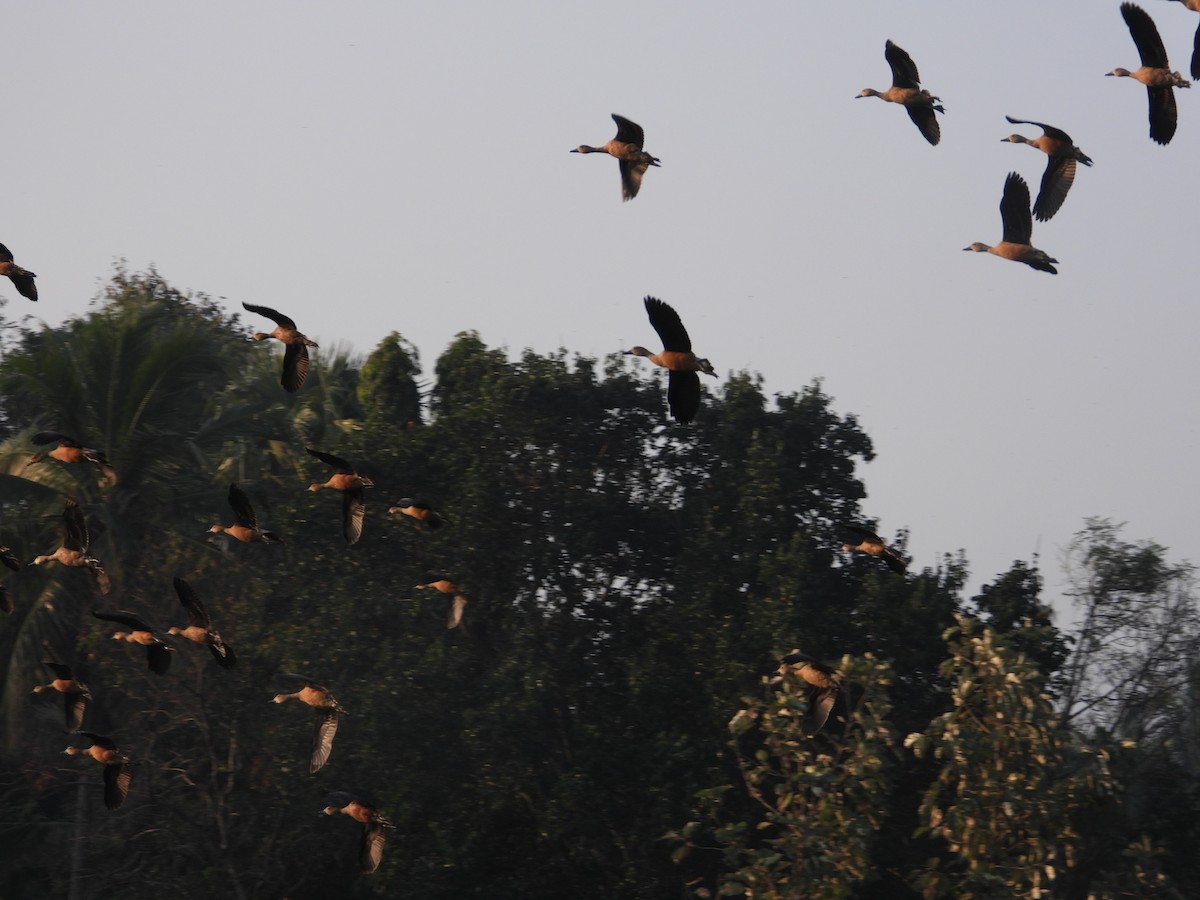 אווזון קטן - ML197115641