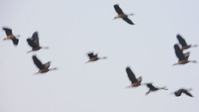 אווזון קטן - ML197115661