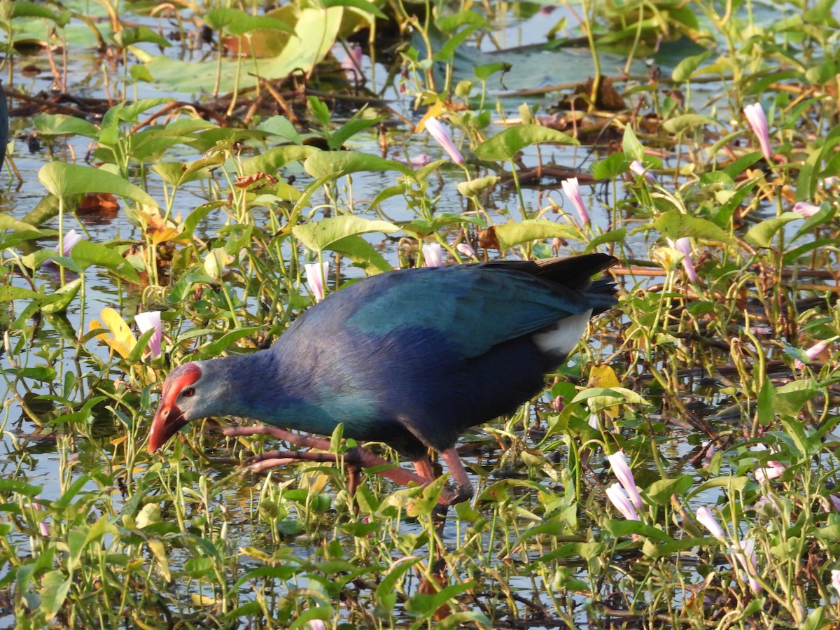 פורפיריה אפורת-ראש - ML197116201
