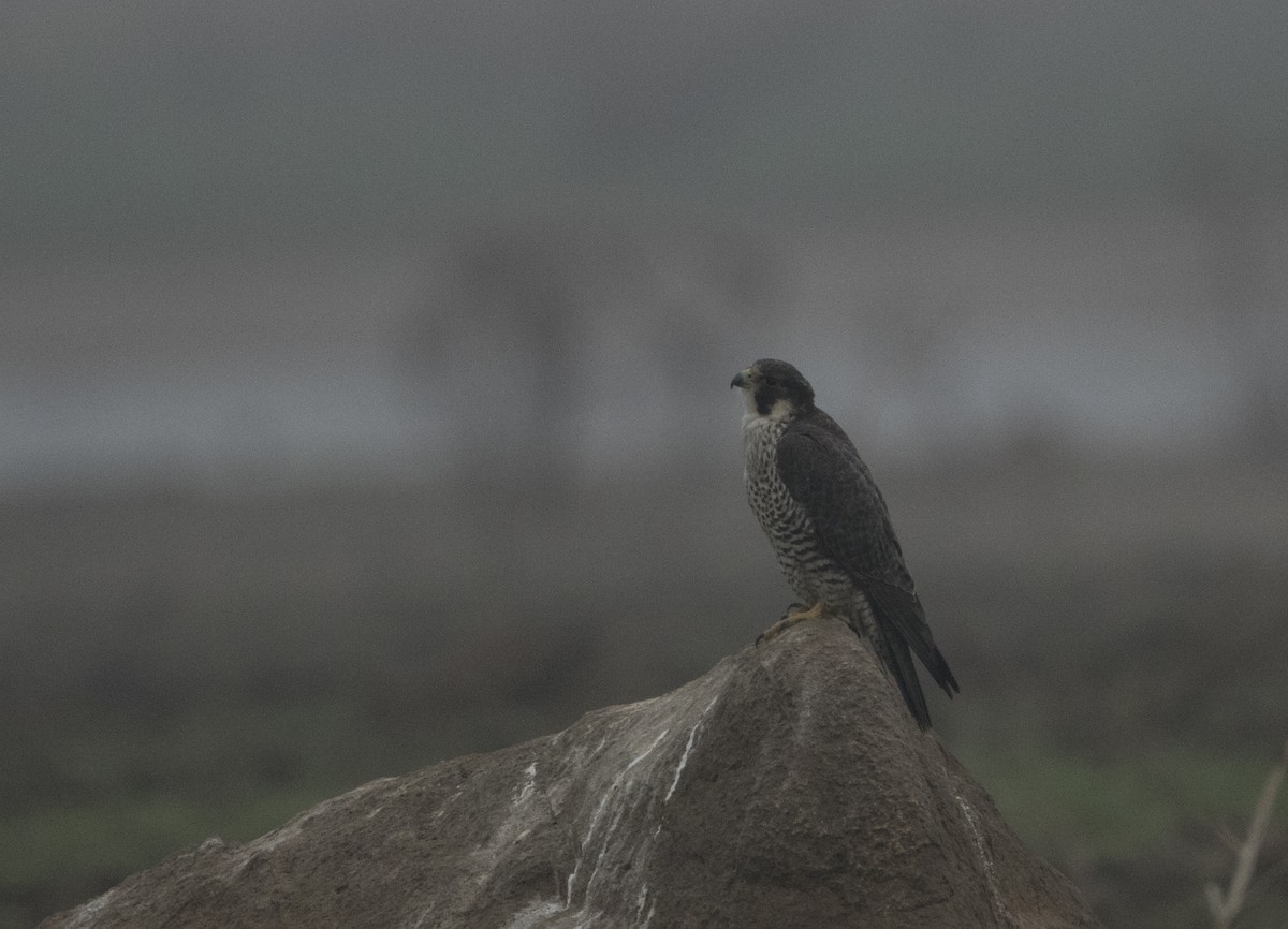 Peregrine Falcon - ML197116591