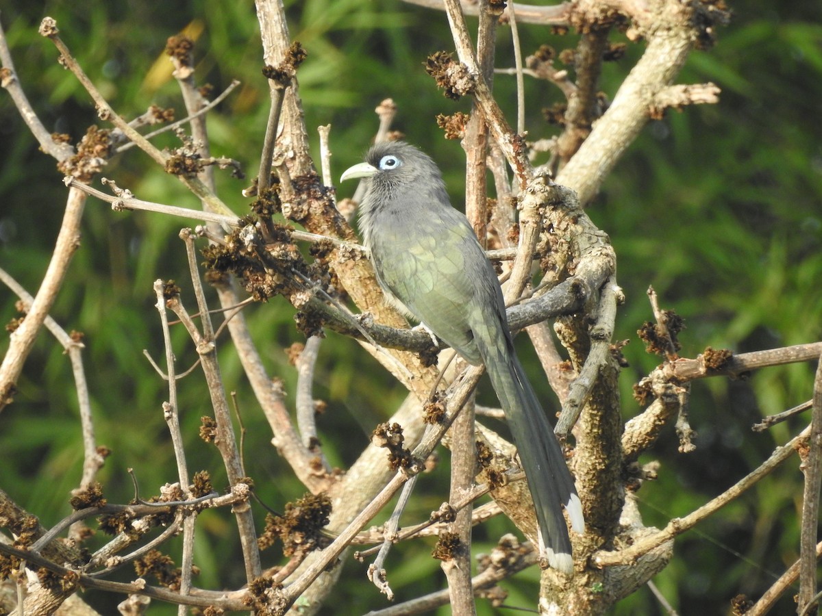 Blue-faced Malkoha - ML197117981