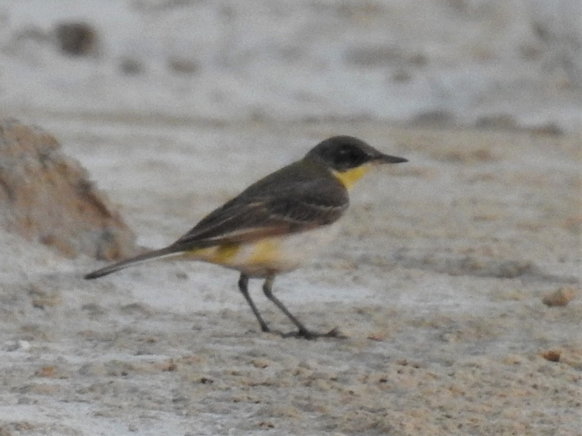 Western Yellow Wagtail (thunbergi) - ML197118201