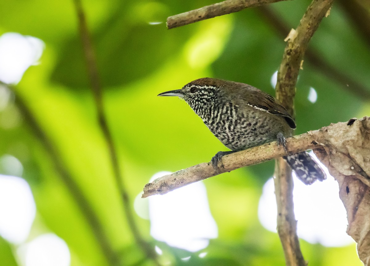 Speckle-breasted Wren (Colombian) - Nick Athanas