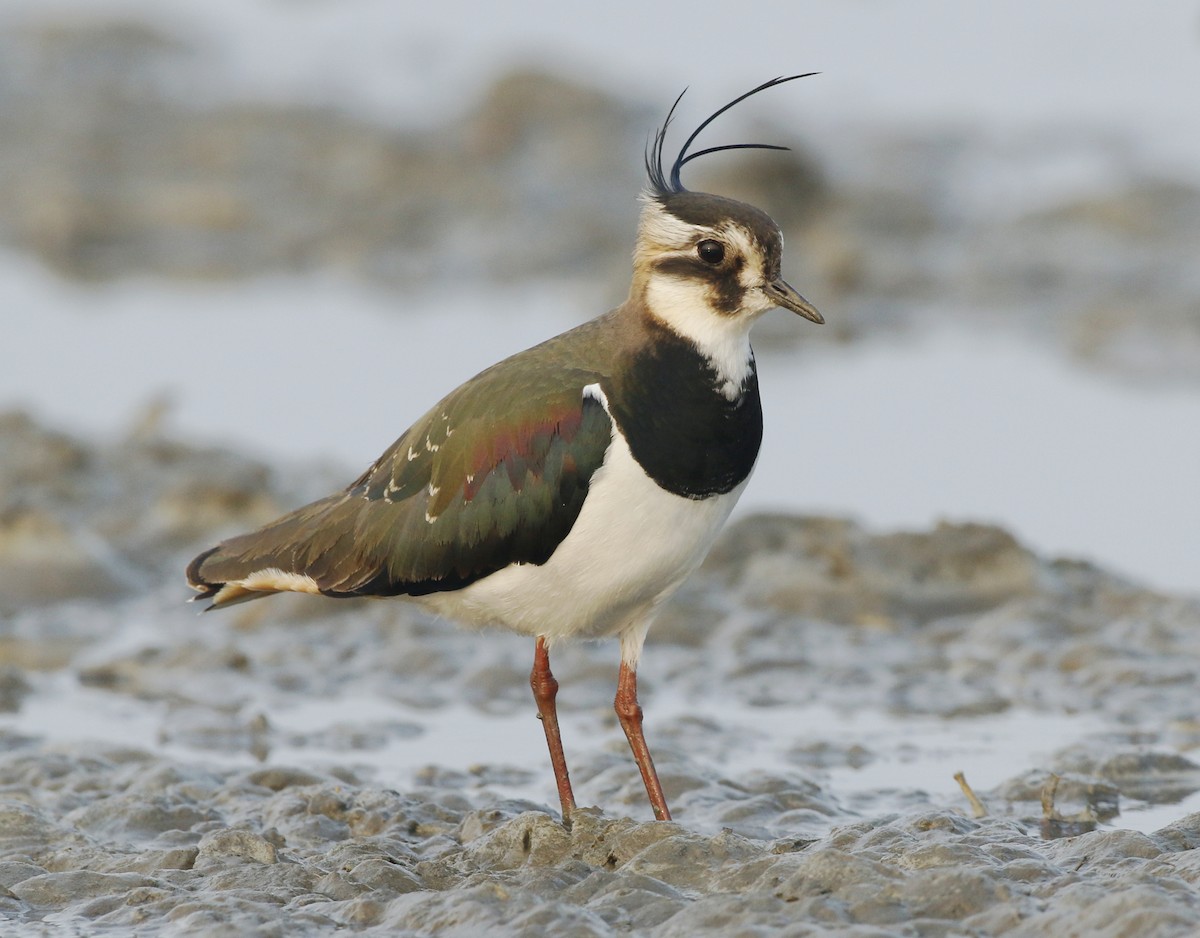 Northern Lapwing - 振芳 王