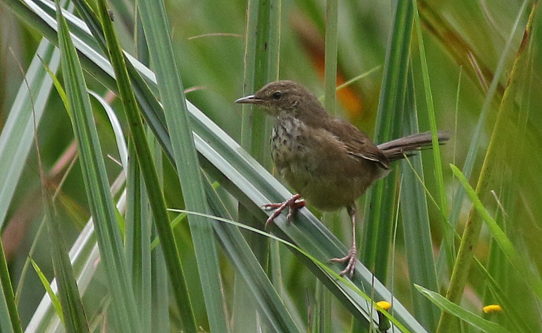 Grauer's Swamp Warbler - Peter Alfrey