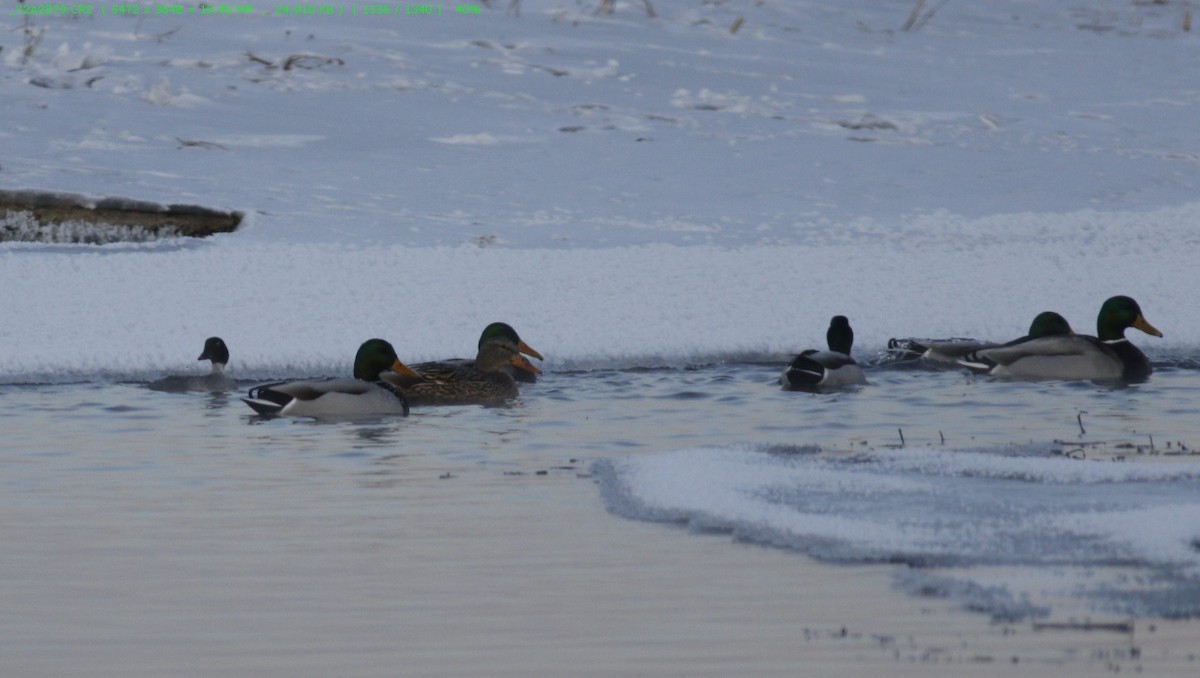 Common Goldeneye - ML197122051