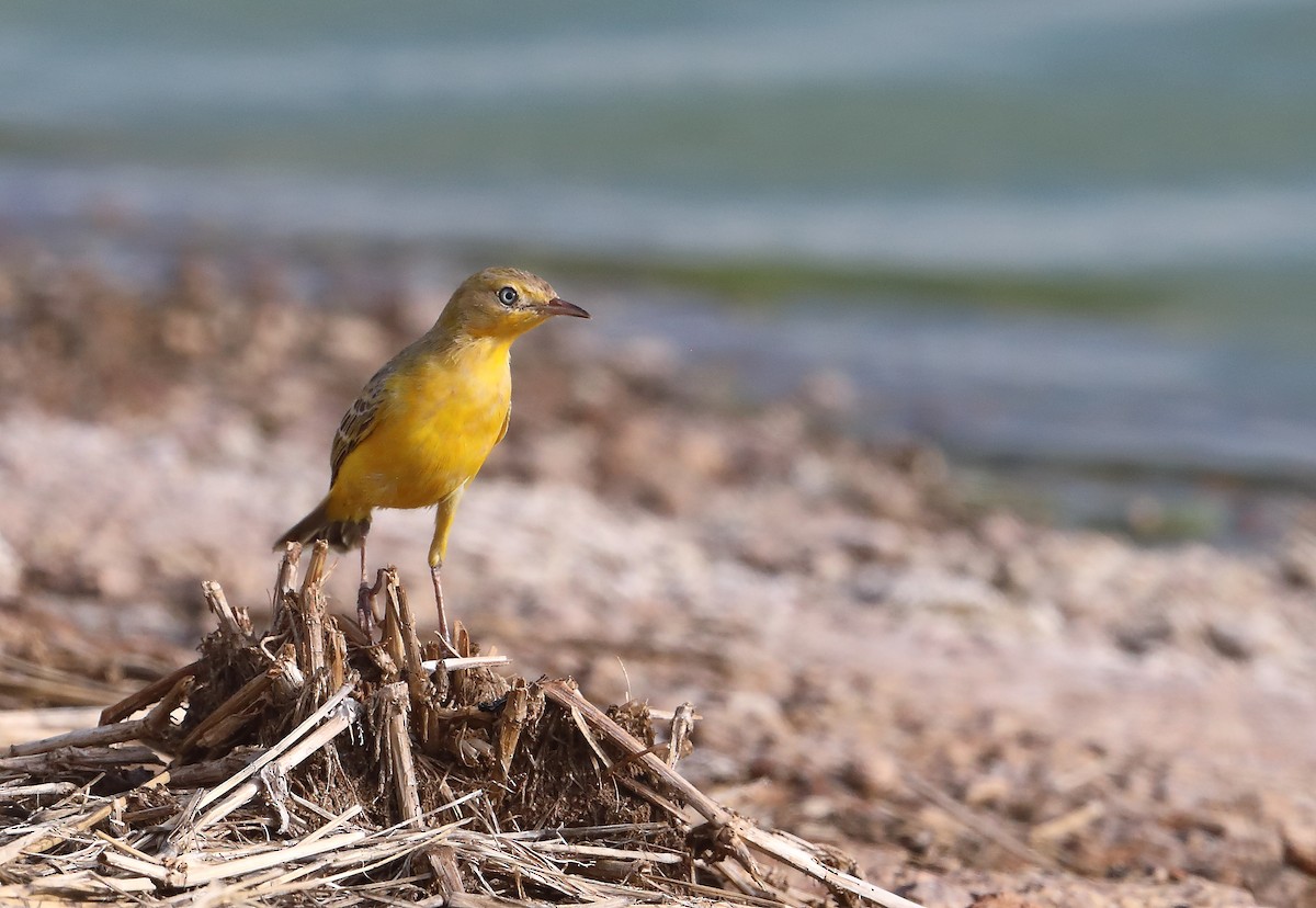 Yellow Chat - ML197122781