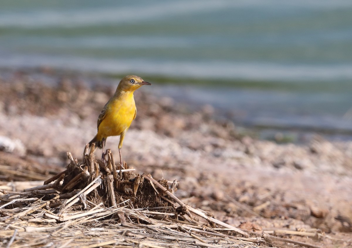 Yellow Chat - ML197122791