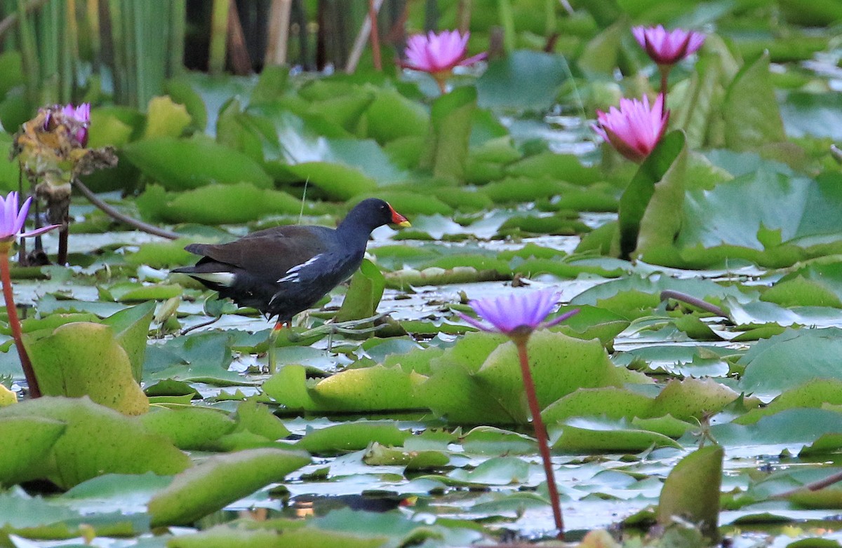 Eurasian Moorhen - ML197123721