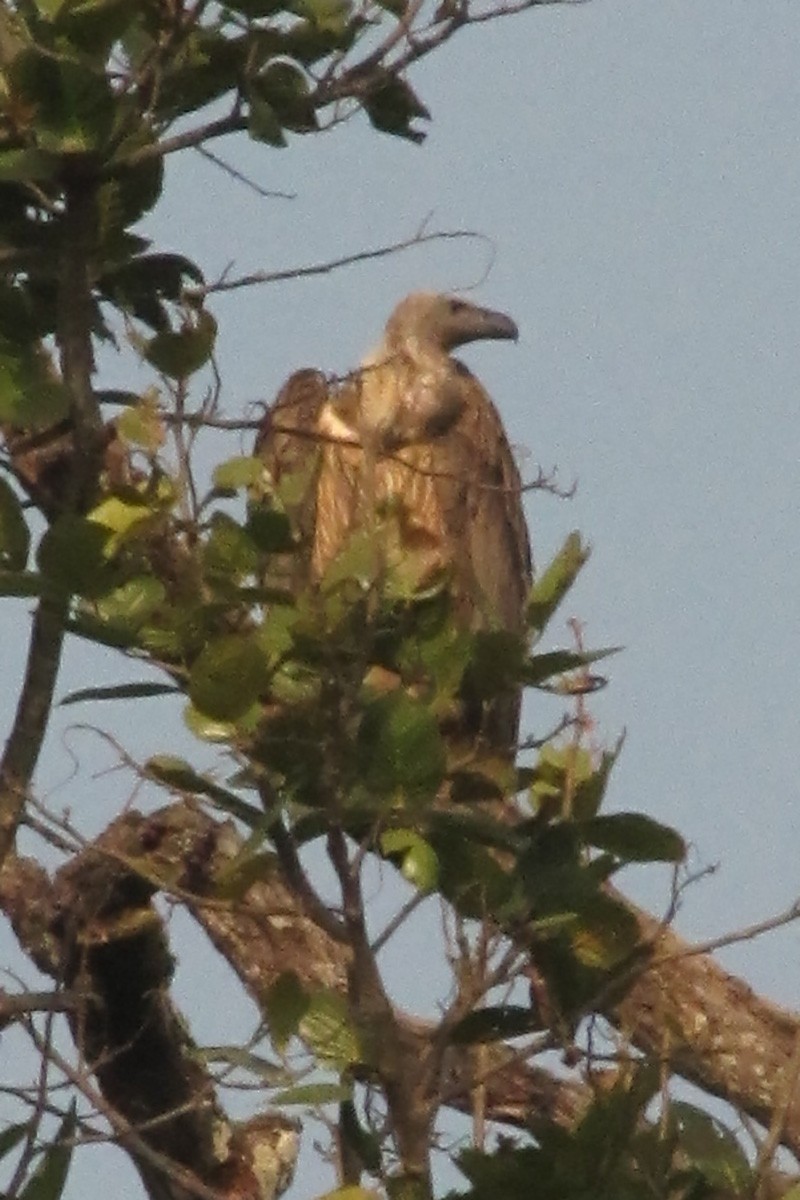 Indian Vulture - ML197124341