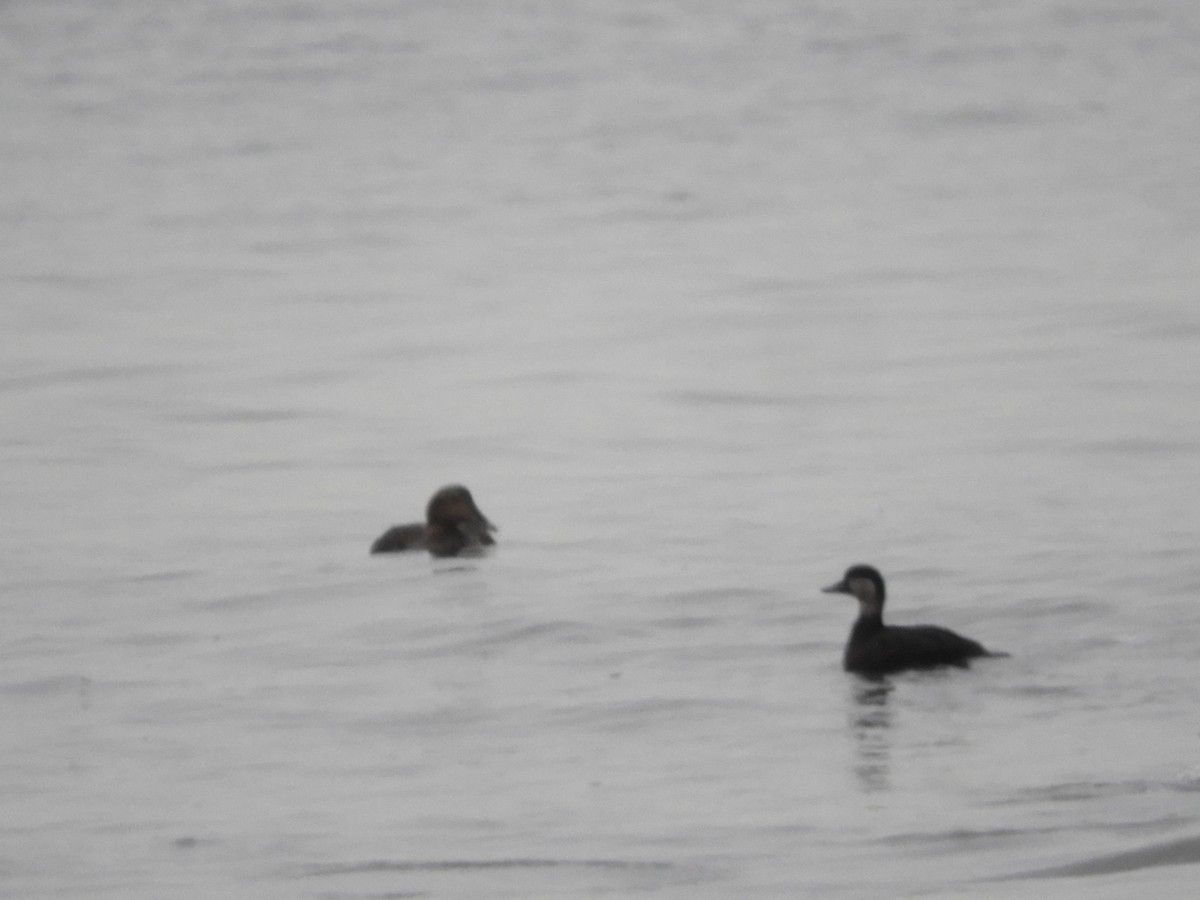 Common Eider - ML197125571