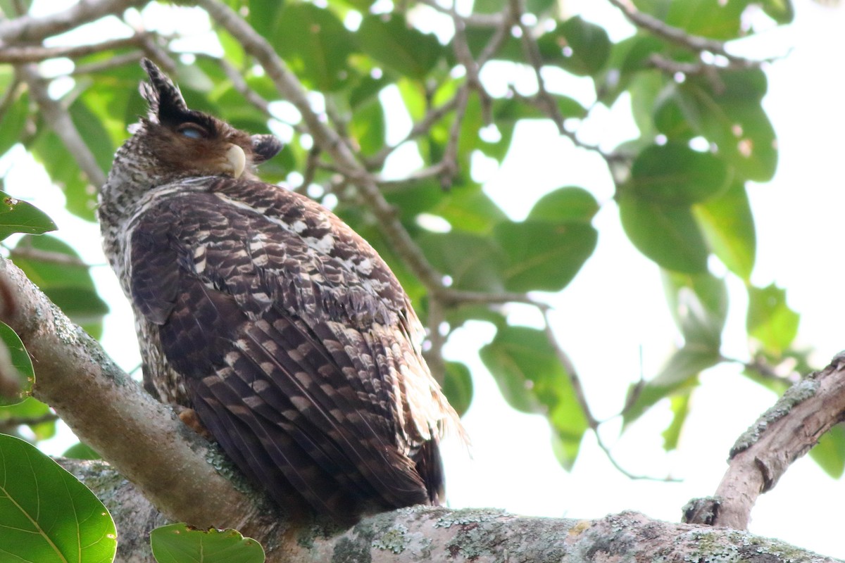 Spot-bellied Eagle-Owl - ML197127031