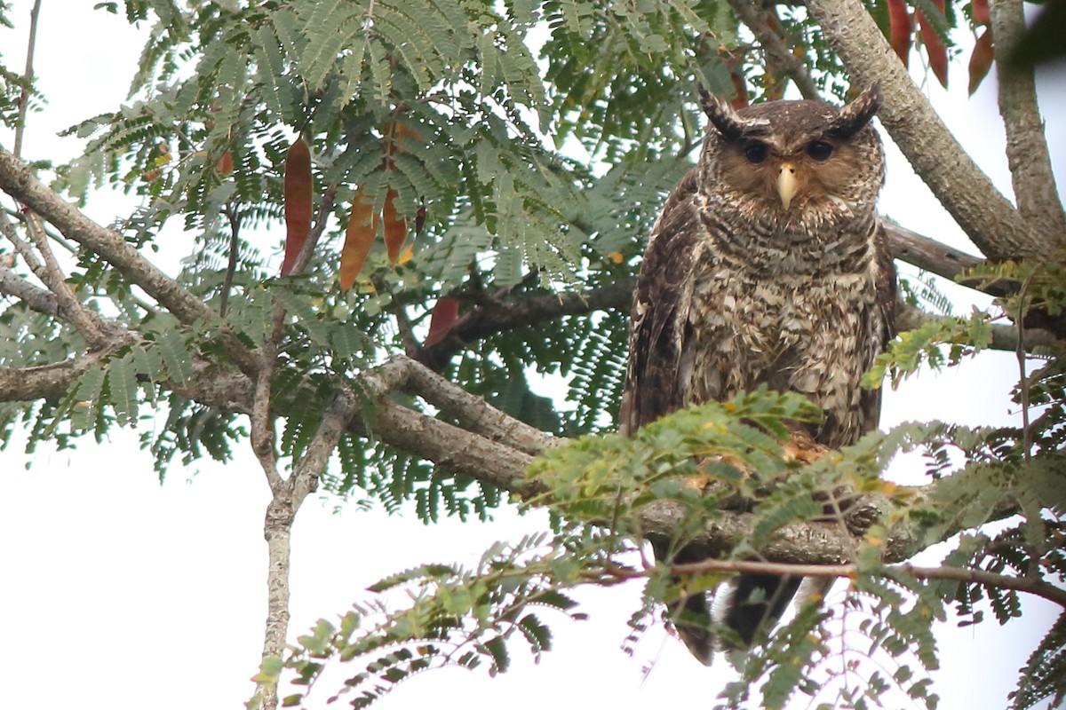 Spot-bellied Eagle-Owl - ML197127041