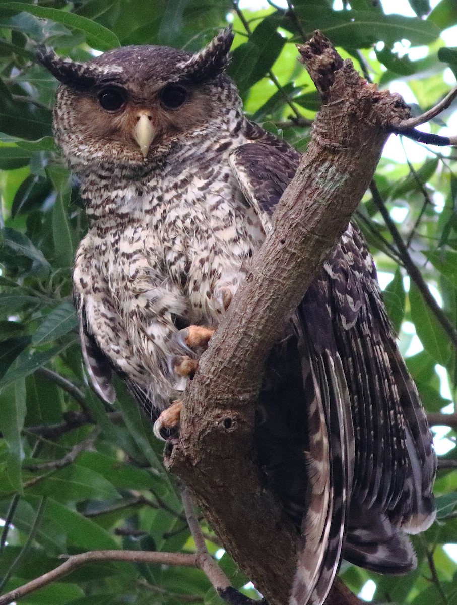 Spot-bellied Eagle-Owl - ML197127051