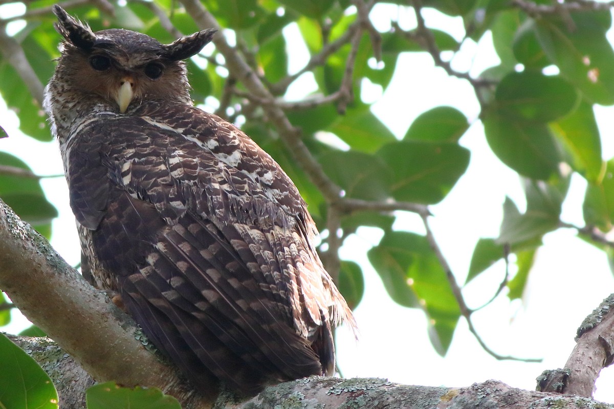 Spot-bellied Eagle-Owl - ML197127061