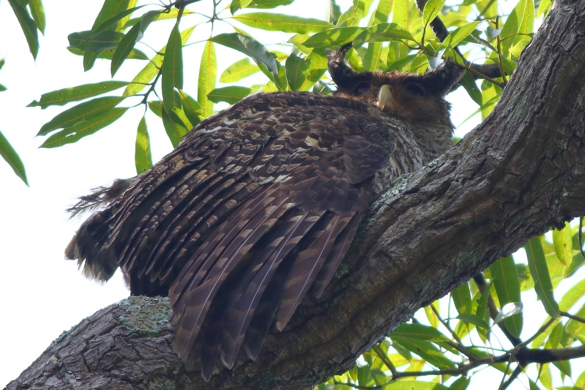 Spot-bellied Eagle-Owl - ML197127071