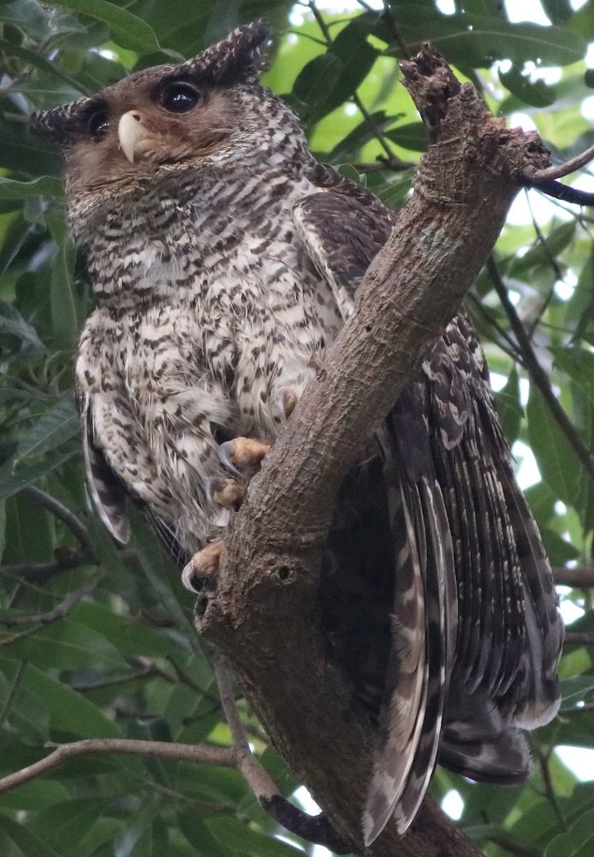 Spot-bellied Eagle-Owl - ML197127081