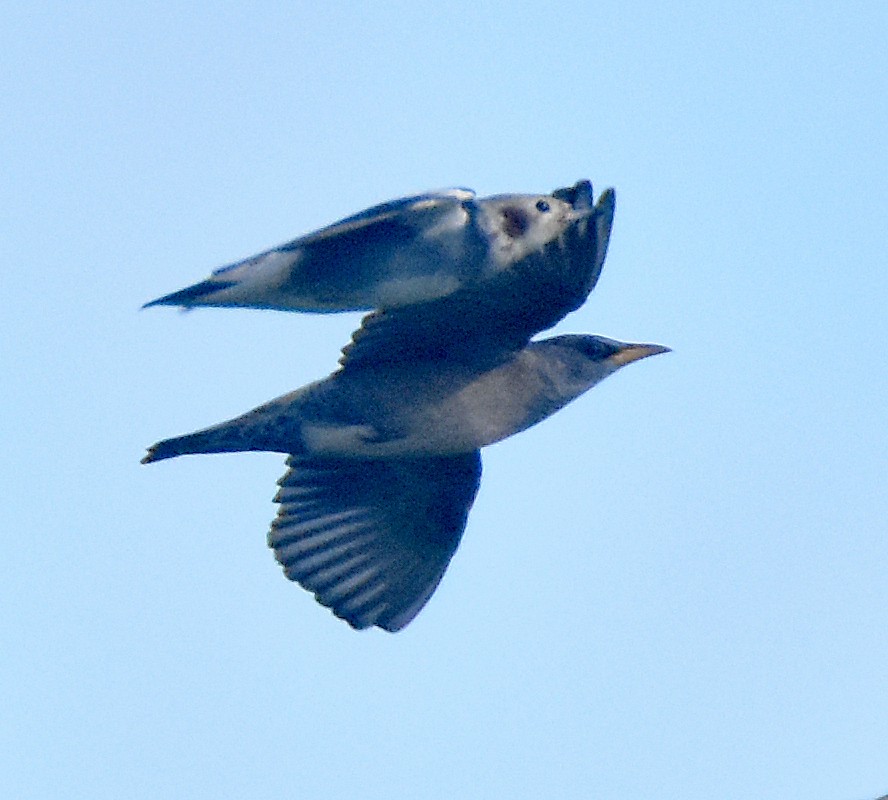 Rosy Starling - ML197129161