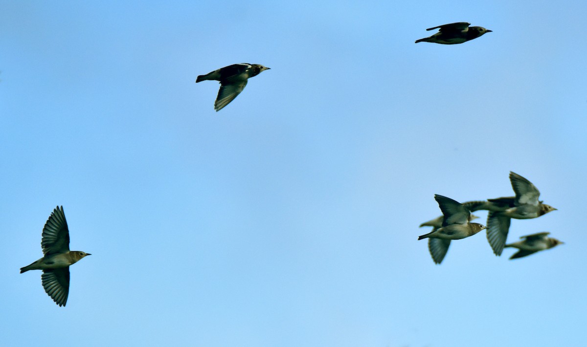 Chestnut-cheeked Starling - ML197129201