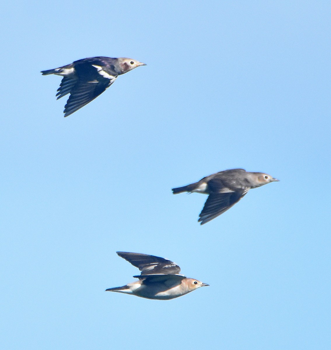 Chestnut-cheeked Starling - ML197129211