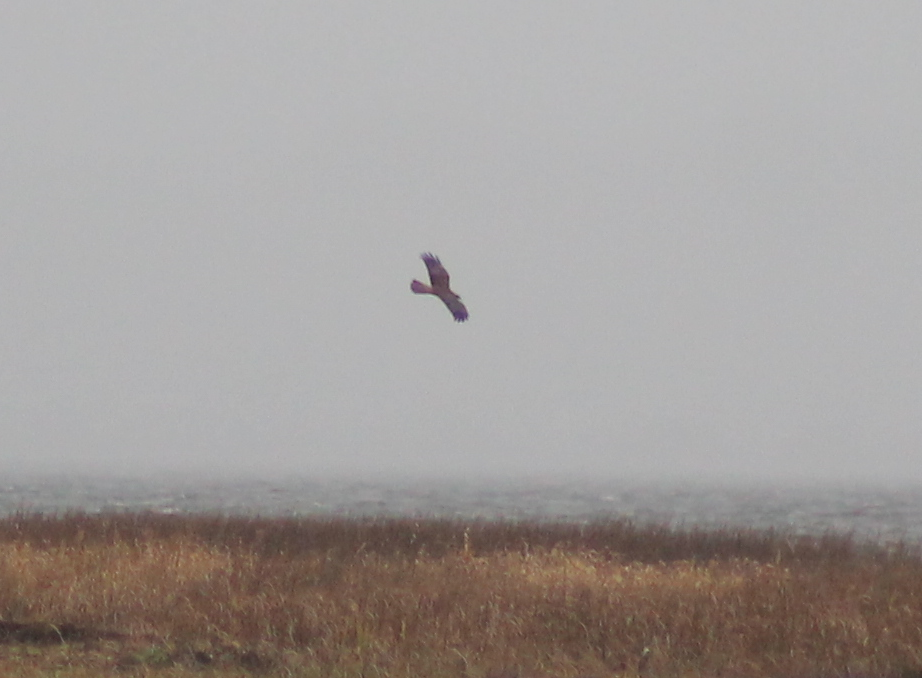 Western Marsh Harrier - ML197131251