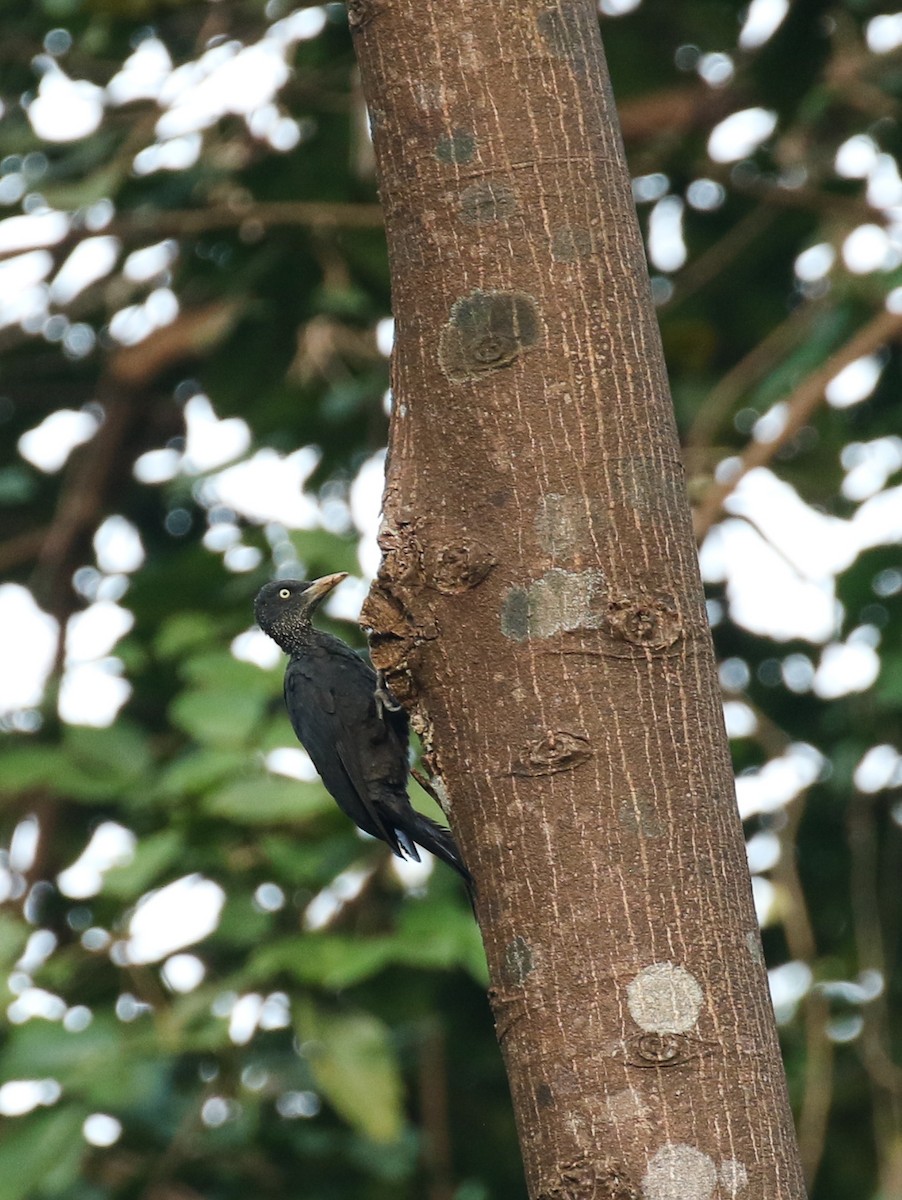 Northern Sooty-Woodpecker - ML197132931