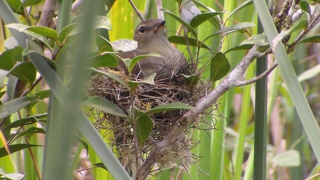 Small-headed Elaenia - ML197132951