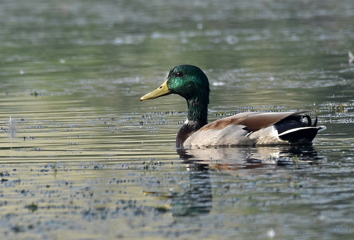 Mallard - Mayuresh Parab