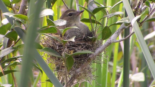 Small-headed Elaenia - ML197133201