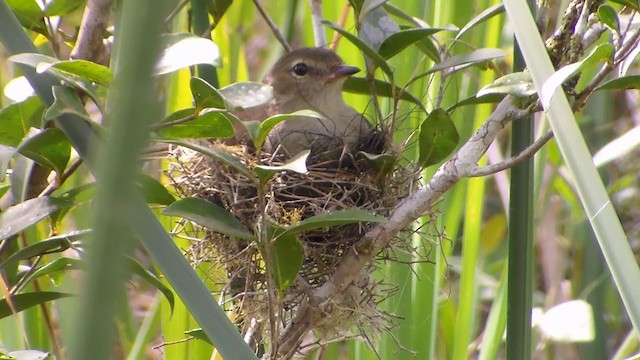 Small-headed Elaenia - ML197133561