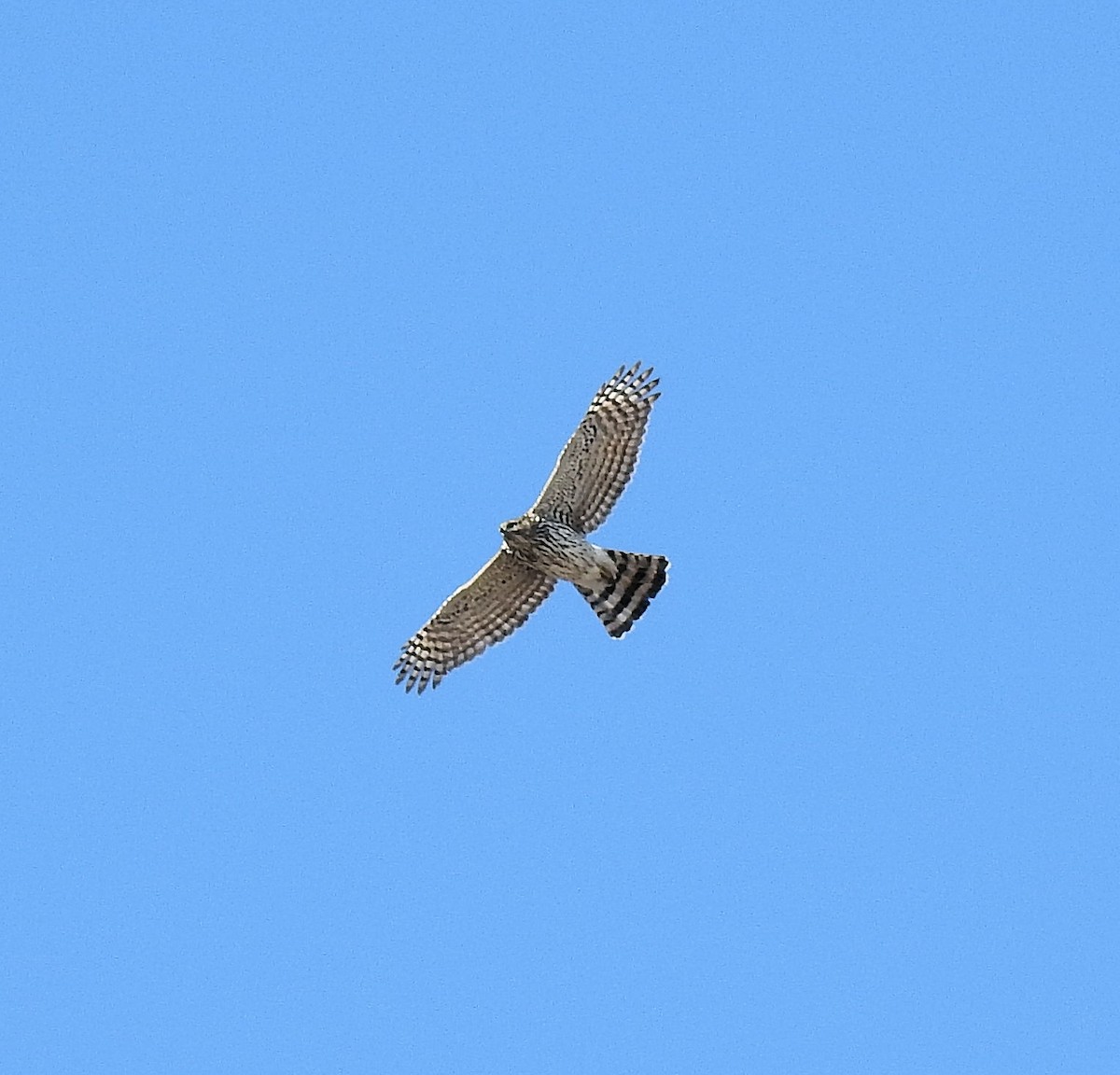 Sharp-shinned Hawk - ML197134301