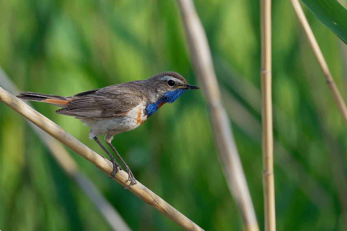 Blaukehlchen (Rotsterniges) - ML197134361