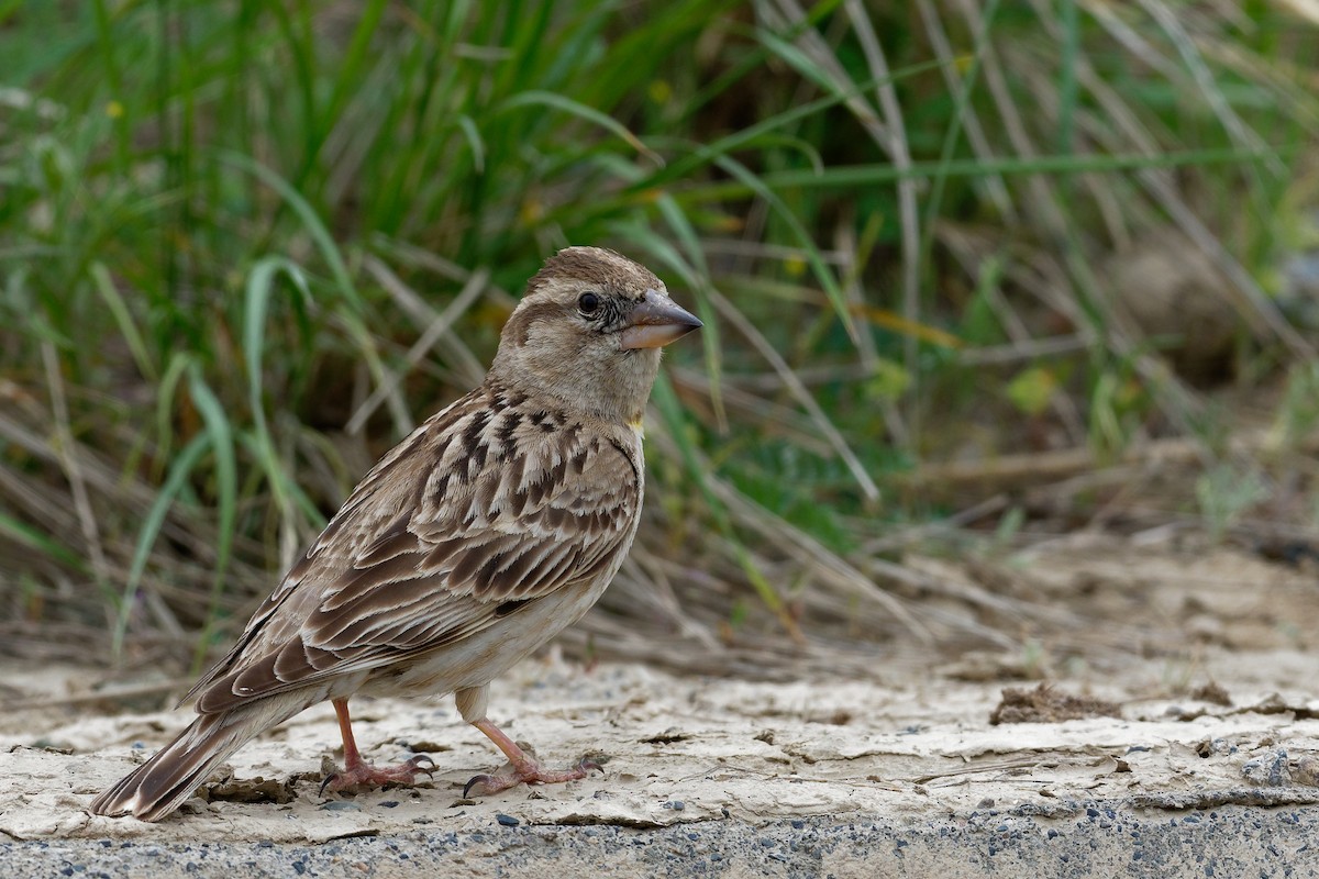 Rock Sparrow - Vincent Wang