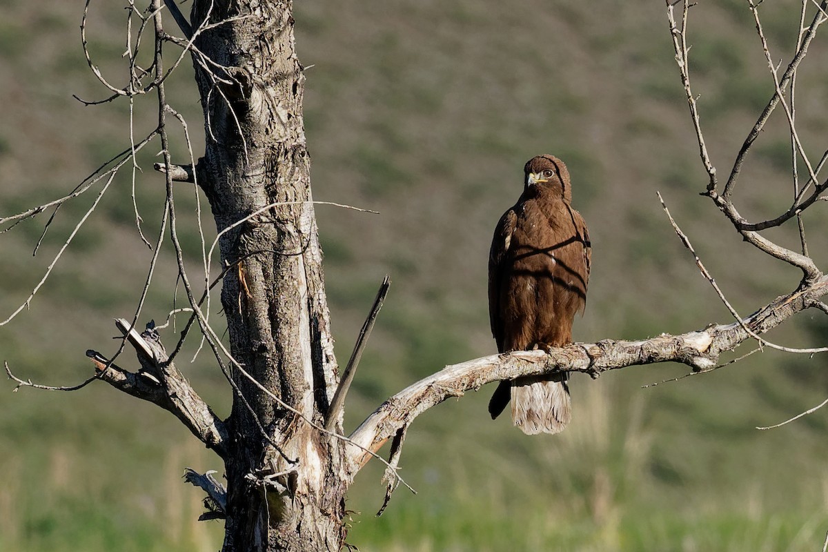 Upland Buzzard - ML197135081