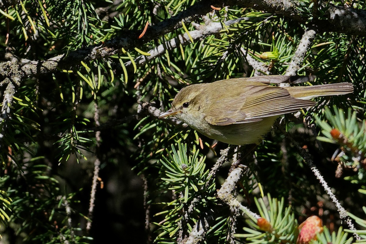 Greenish Warbler - ML197135121