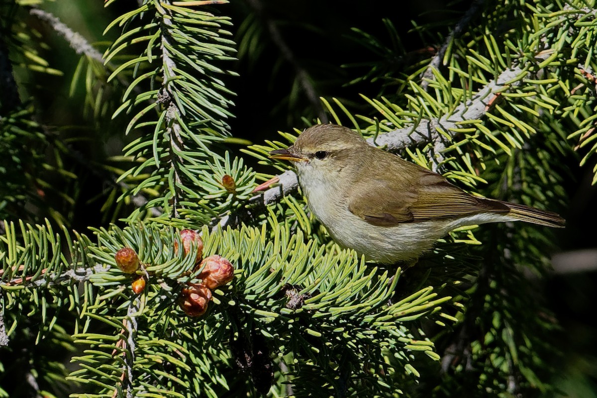 Greenish Warbler - ML197135131