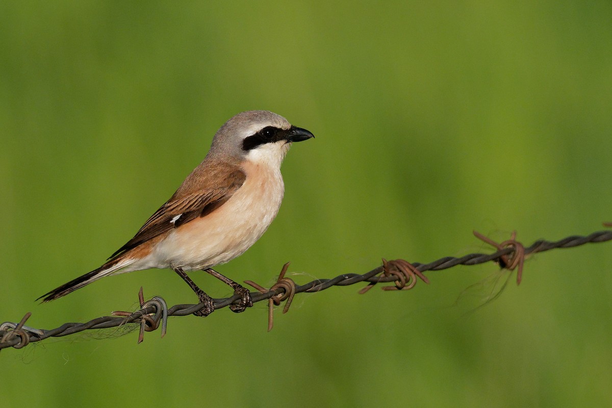 Red-backed Shrike - Vincent Wang