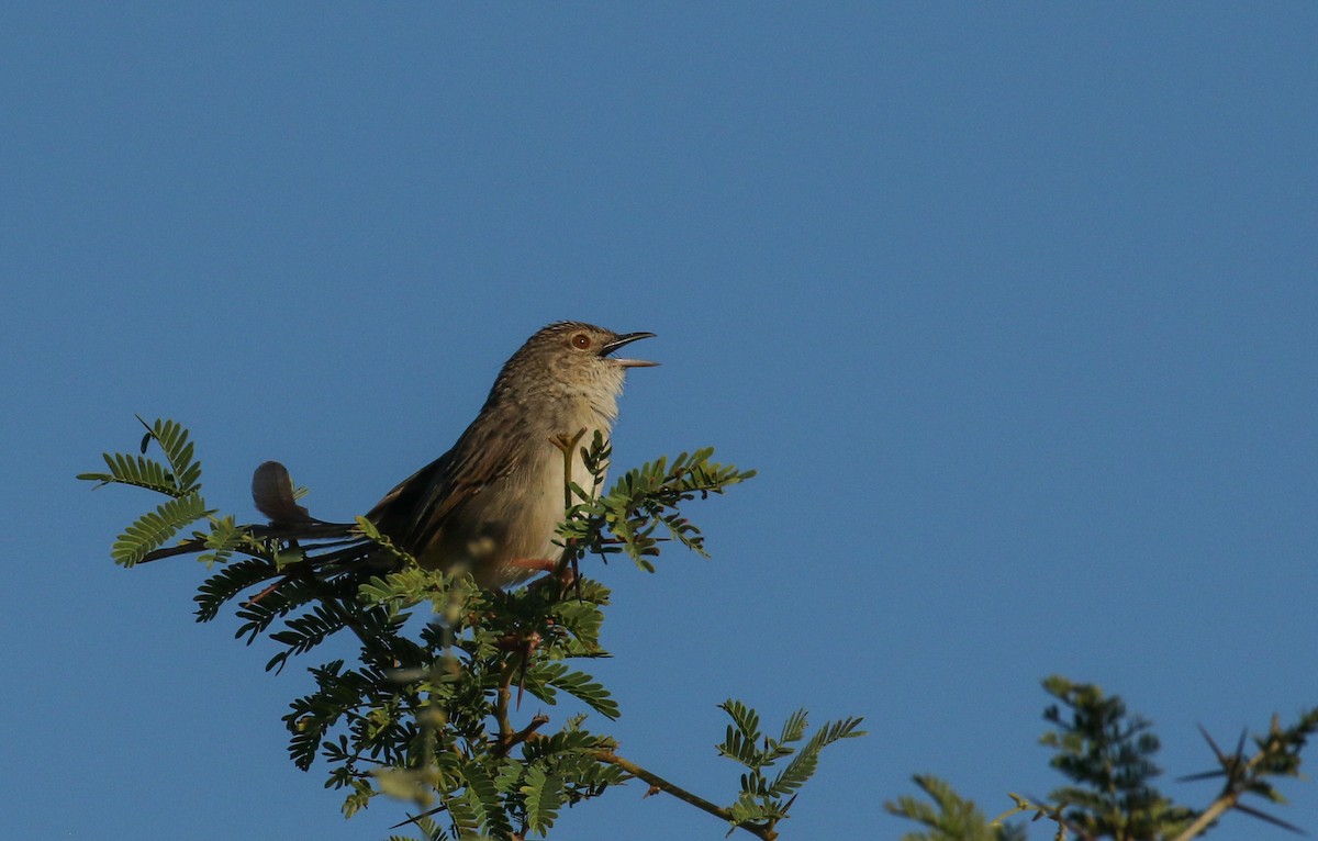 Burmese Prinia - ML197136011