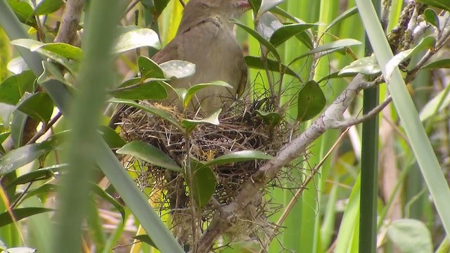 Small-headed Elaenia - ML197136031