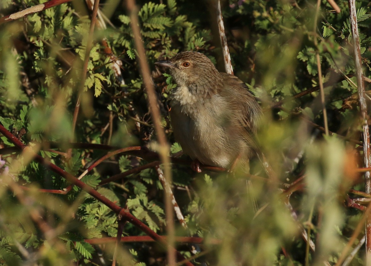 Burmese Prinia - ML197136171