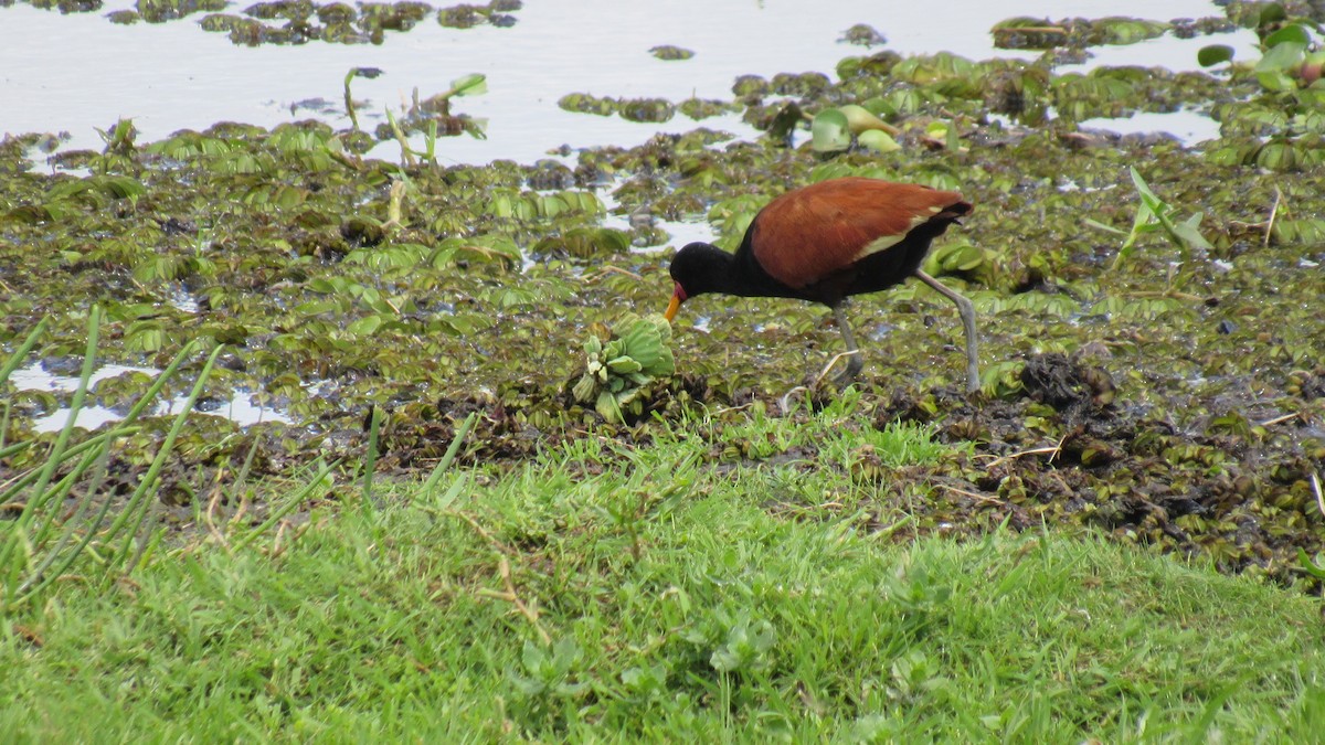 Wattled Jacana - ML197136461