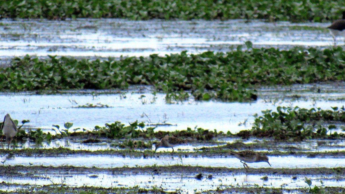 Pectoral Sandpiper - ML197136591