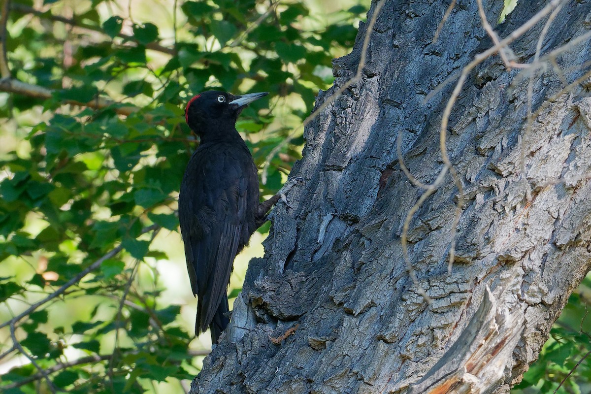 Black Woodpecker - ML197136911